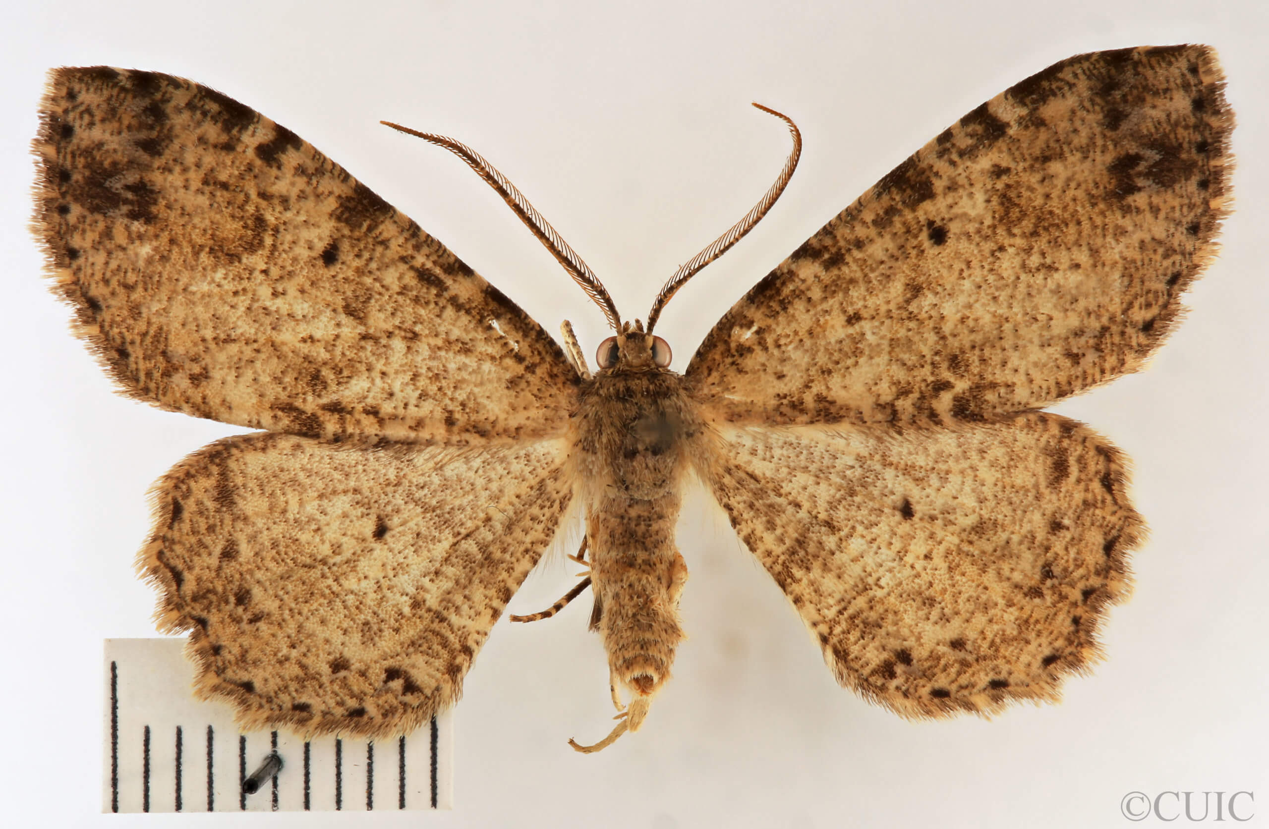 dorsal view of adult Melanolophia canadaria