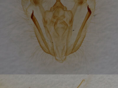 genitalia view of adult Melanolophia canadaria