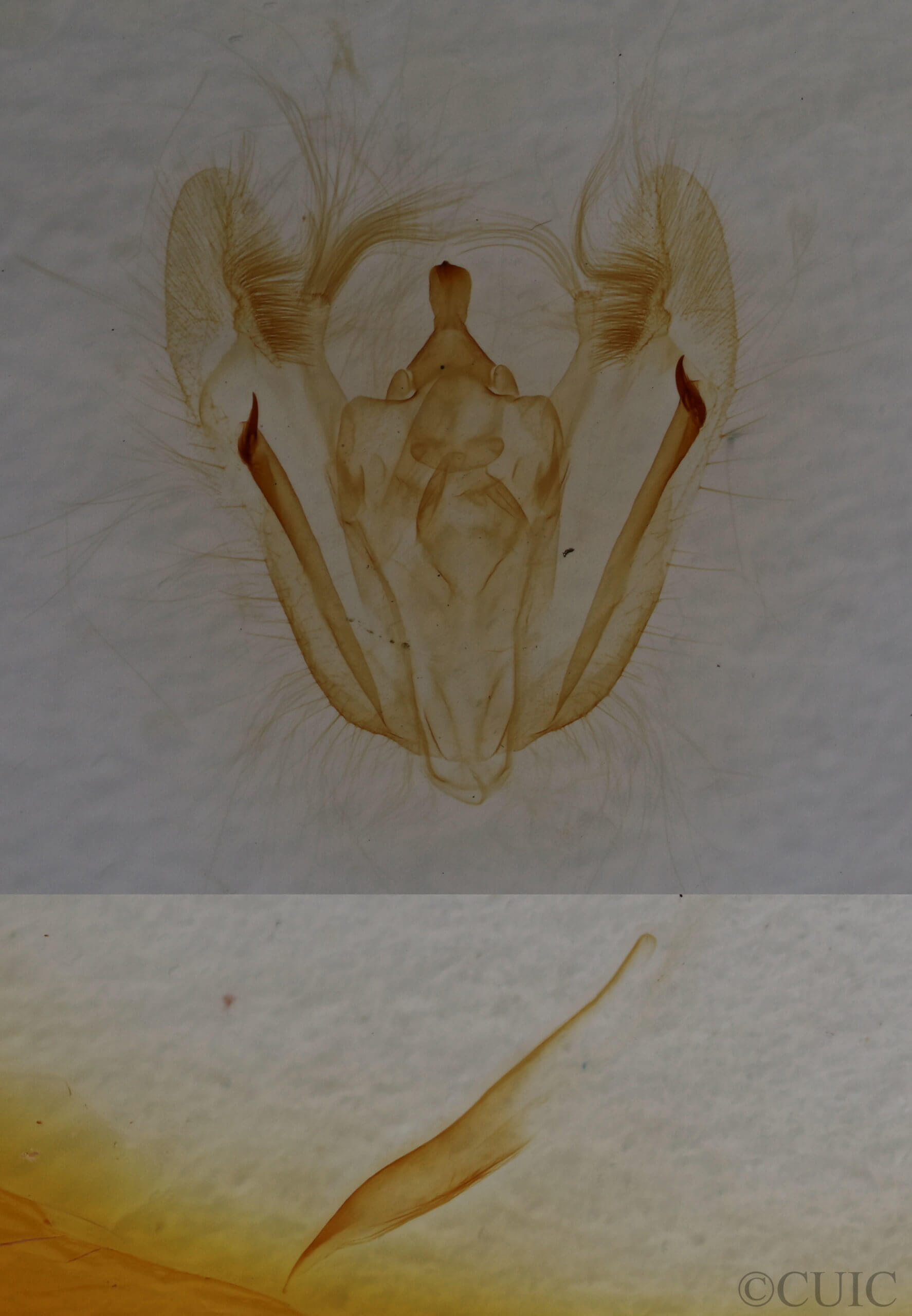 genitalia view of adult Melanolophia canadaria