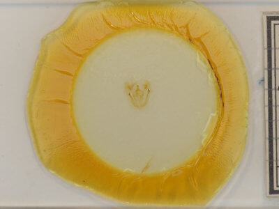 slide view of adult Melanolophia canadaria