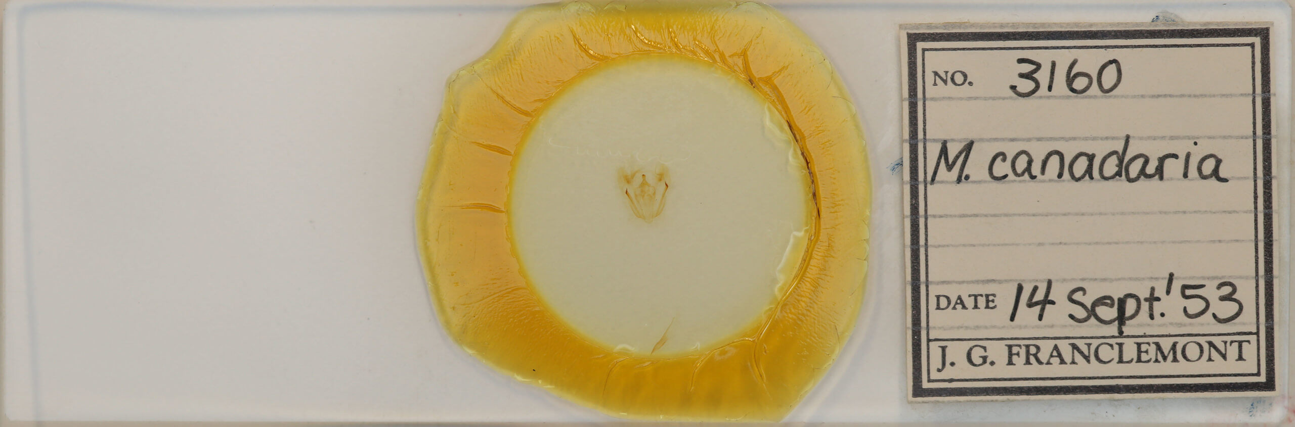 slide view of adult Melanolophia canadaria