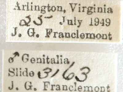 label view of adult Melanolophia canadaria