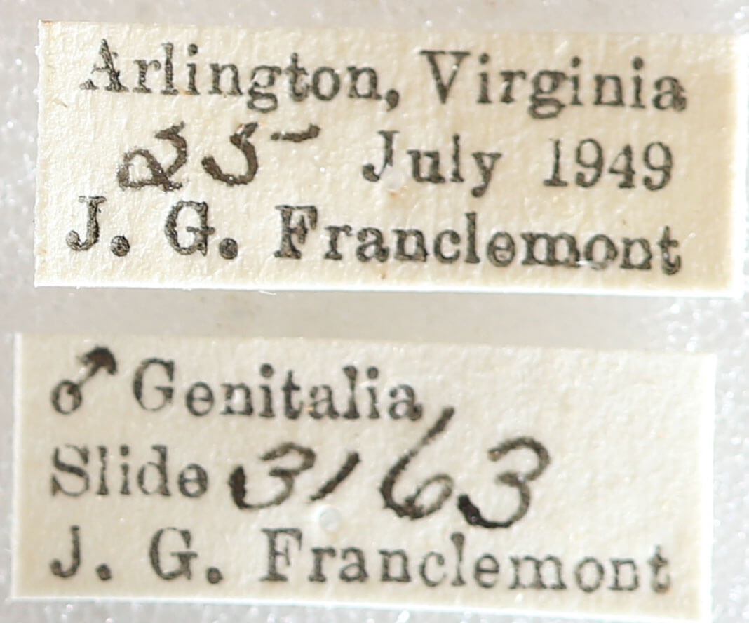 label view of adult Melanolophia canadaria