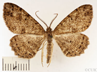 dorsal view of adult Melanolophia canadaria