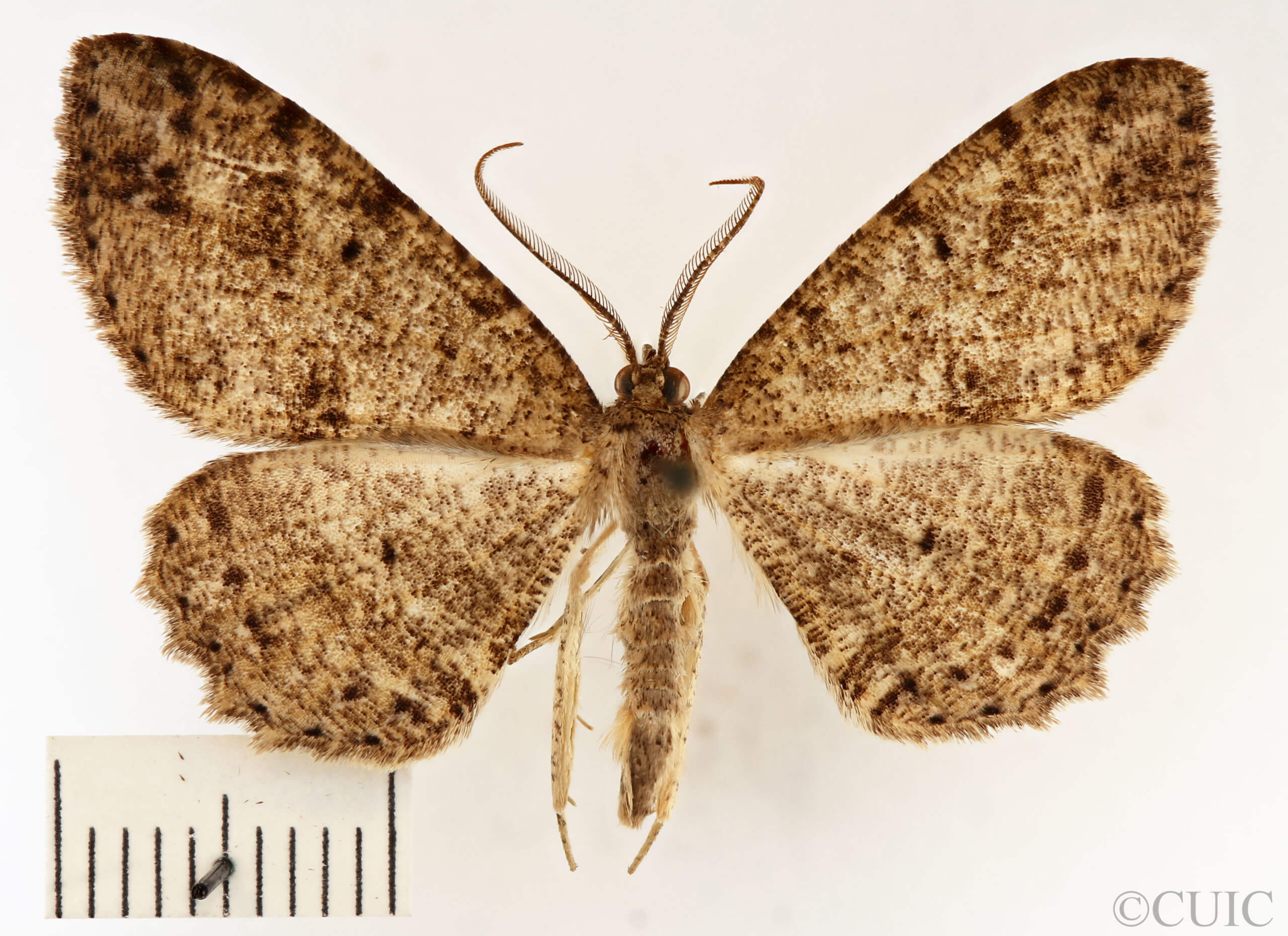 dorsal view of adult Melanolophia canadaria