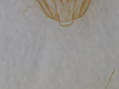 genitalia view of adult Melanolophia canadaria