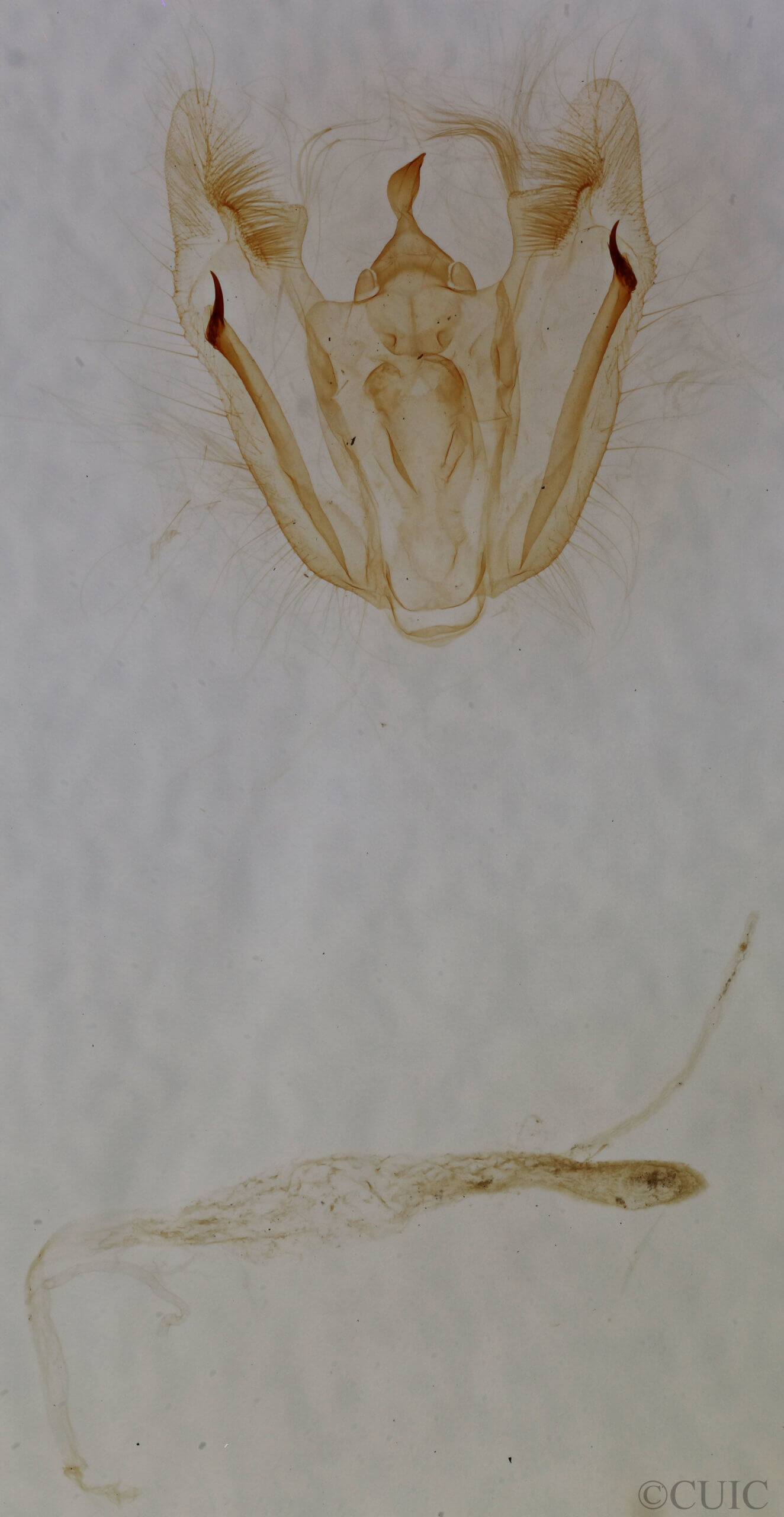 genitalia view of adult Melanolophia canadaria