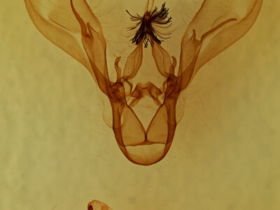 genitalia view of adult Melipotis jucunda