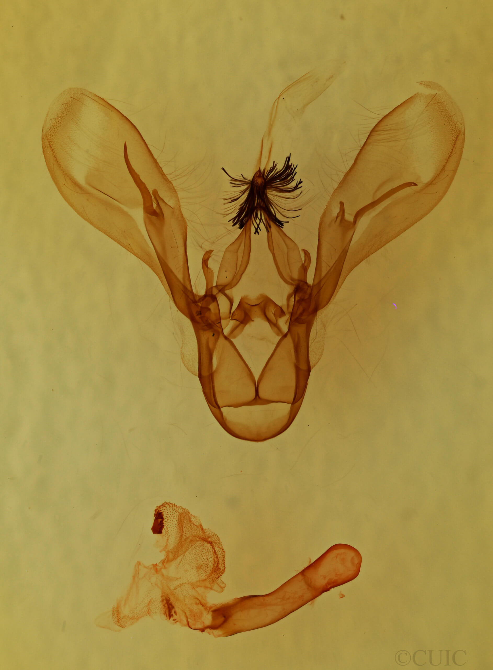 genitalia view of adult Melipotis jucunda