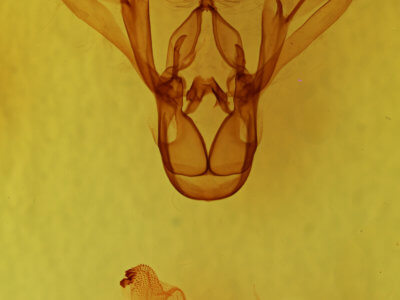 genitalia view of adult Melipotis jucunda