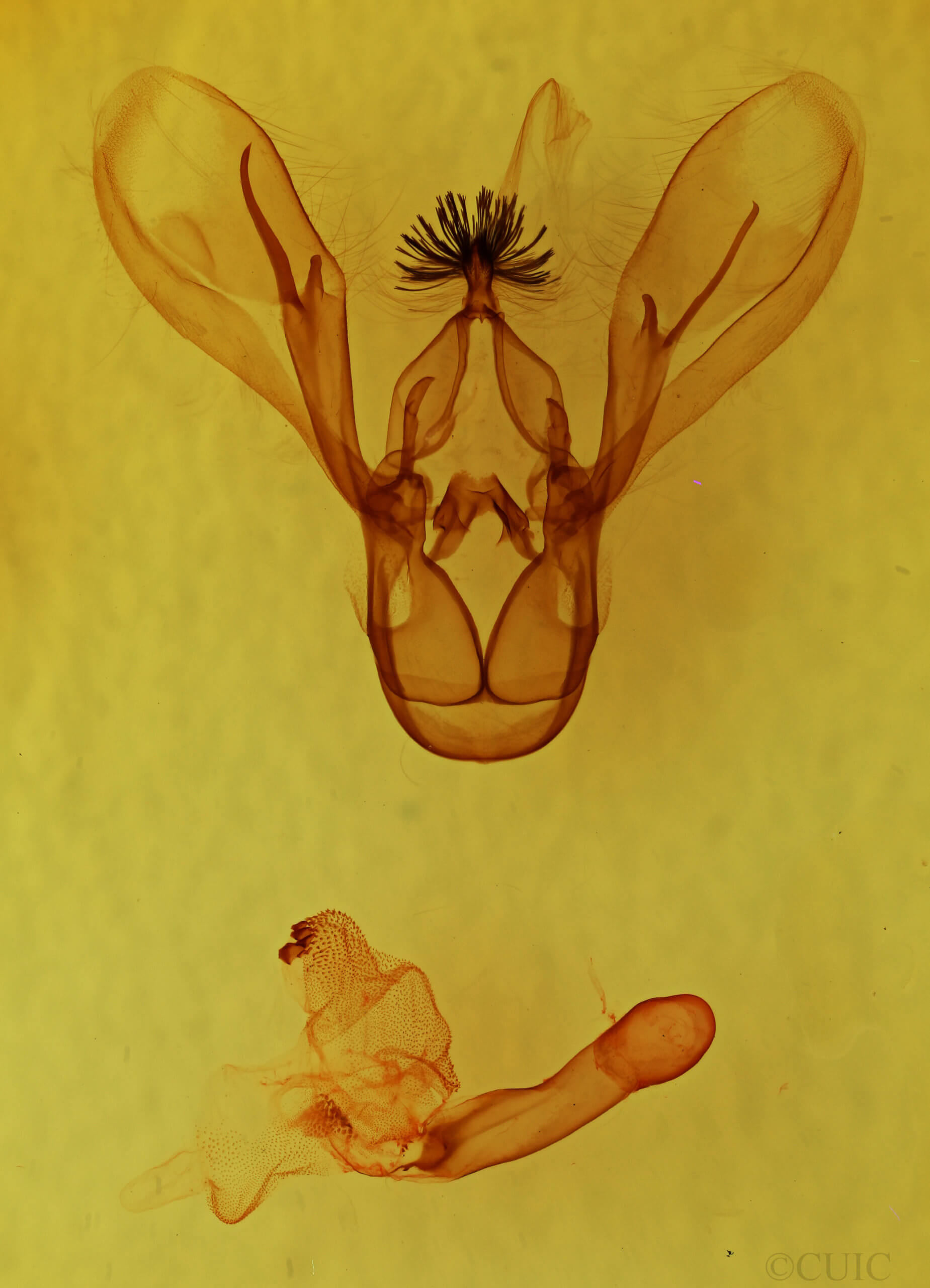 genitalia view of adult Melipotis jucunda