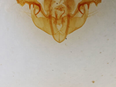 genitalia view of adult Mesapamea fractilinea