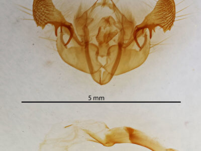 genitalia view of adult Mesapamea fractilinea
