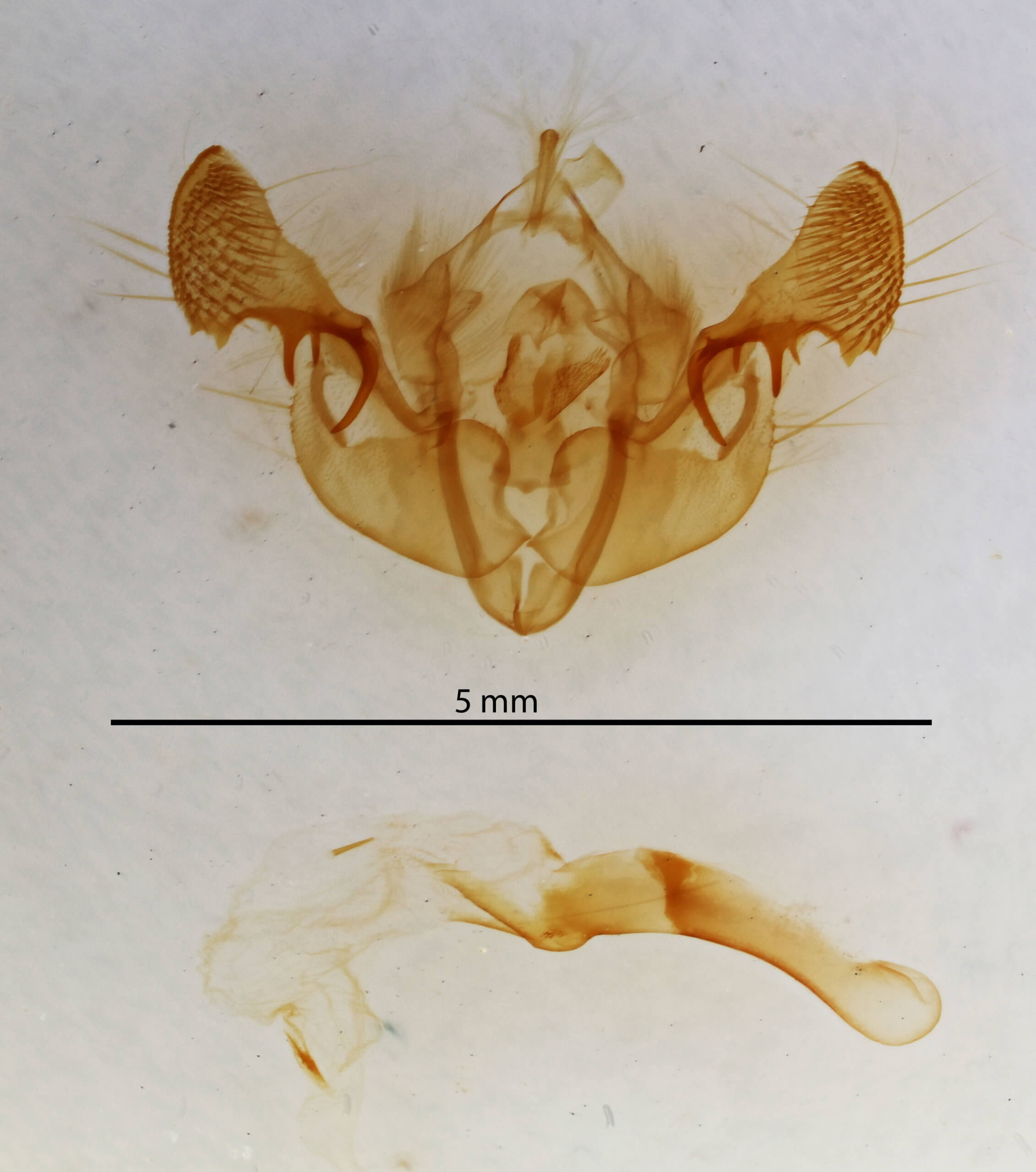 genitalia view of adult Mesapamea fractilinea