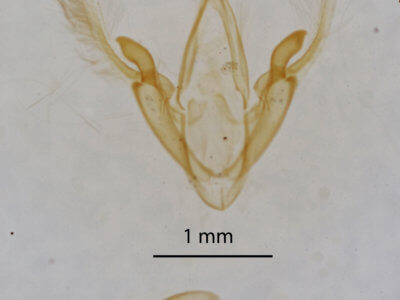 genitalia view of adult Metalectra tantillus