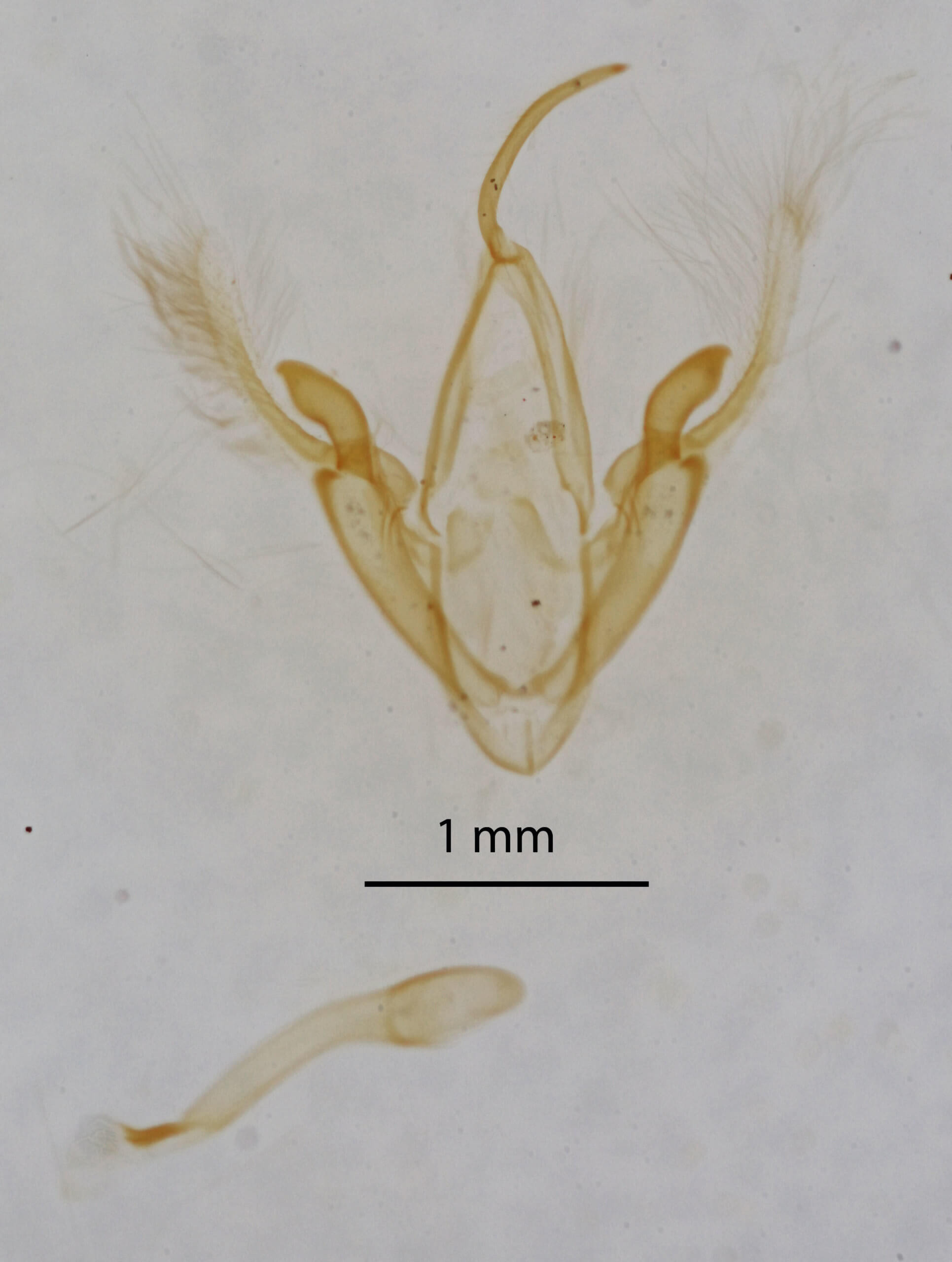 genitalia view of adult Metalectra tantillus