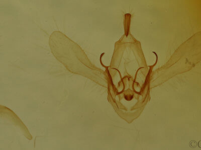 slide view of adult Metallata absumens