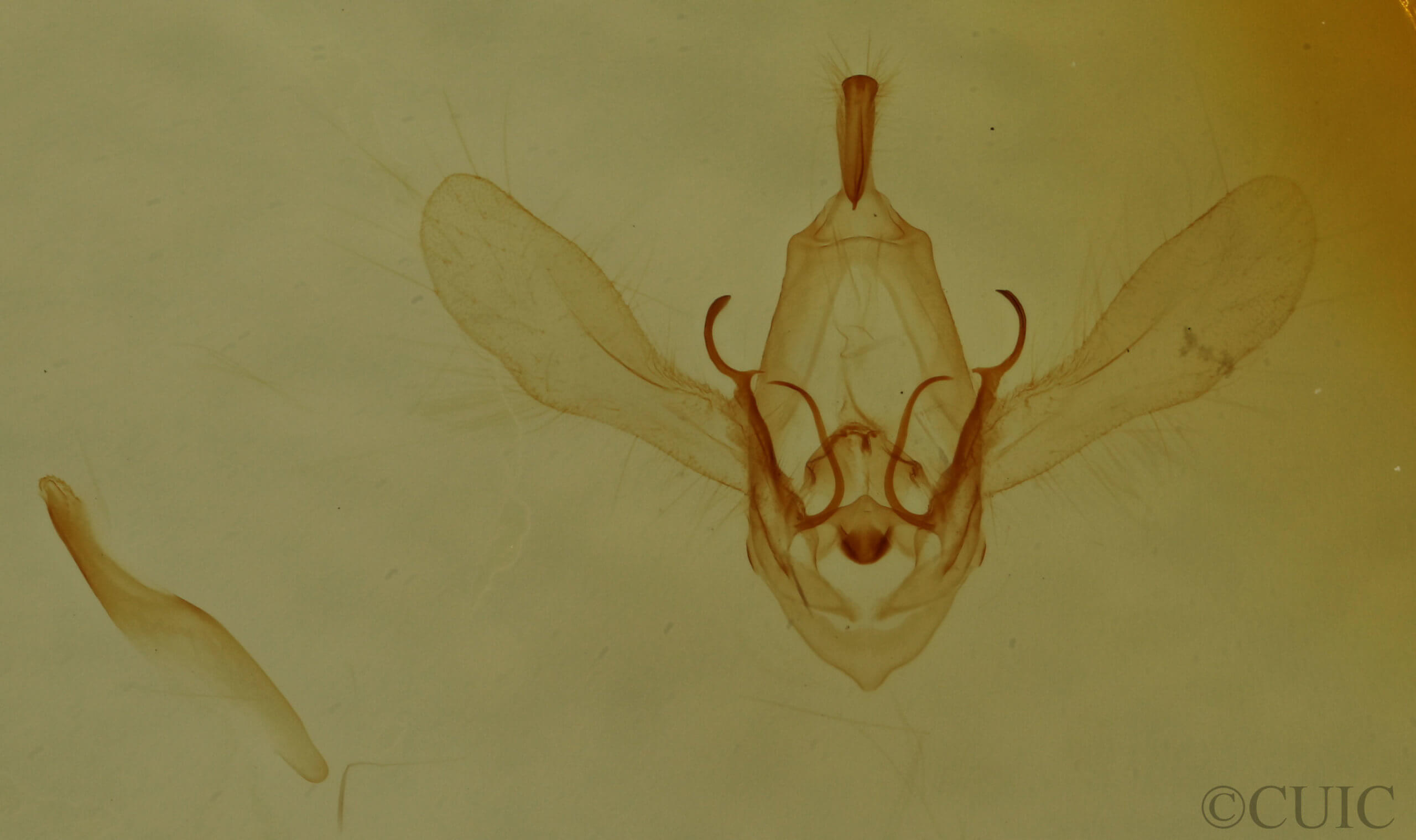 slide view of adult Metallata absumens