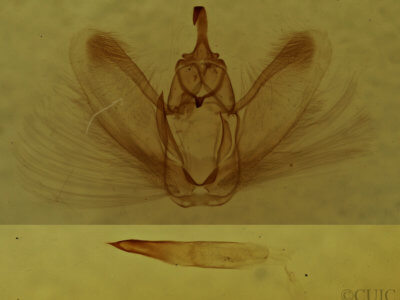 genitalia view of adult Metarranthis warneri