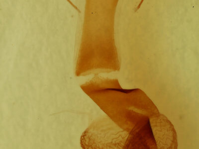 genitalia view of adult Metaxaglaea inulta
