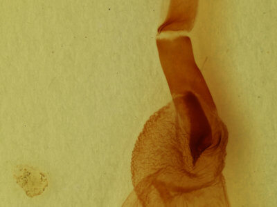 genitalia view of adult Metaxaglaea viatica