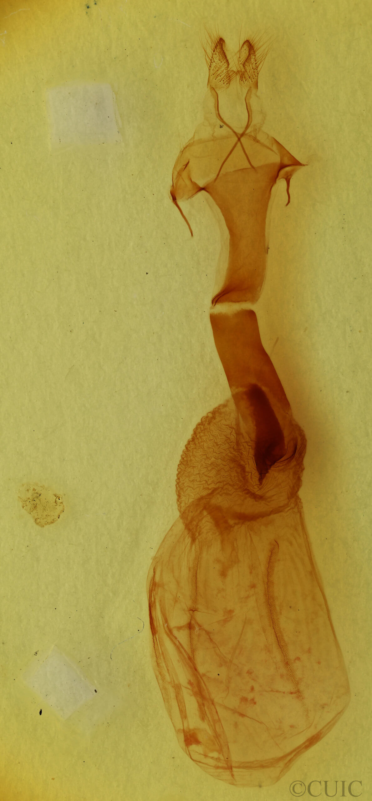 genitalia view of adult Metaxaglaea viatica