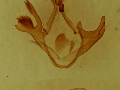 genitalia view of adult Metria amella