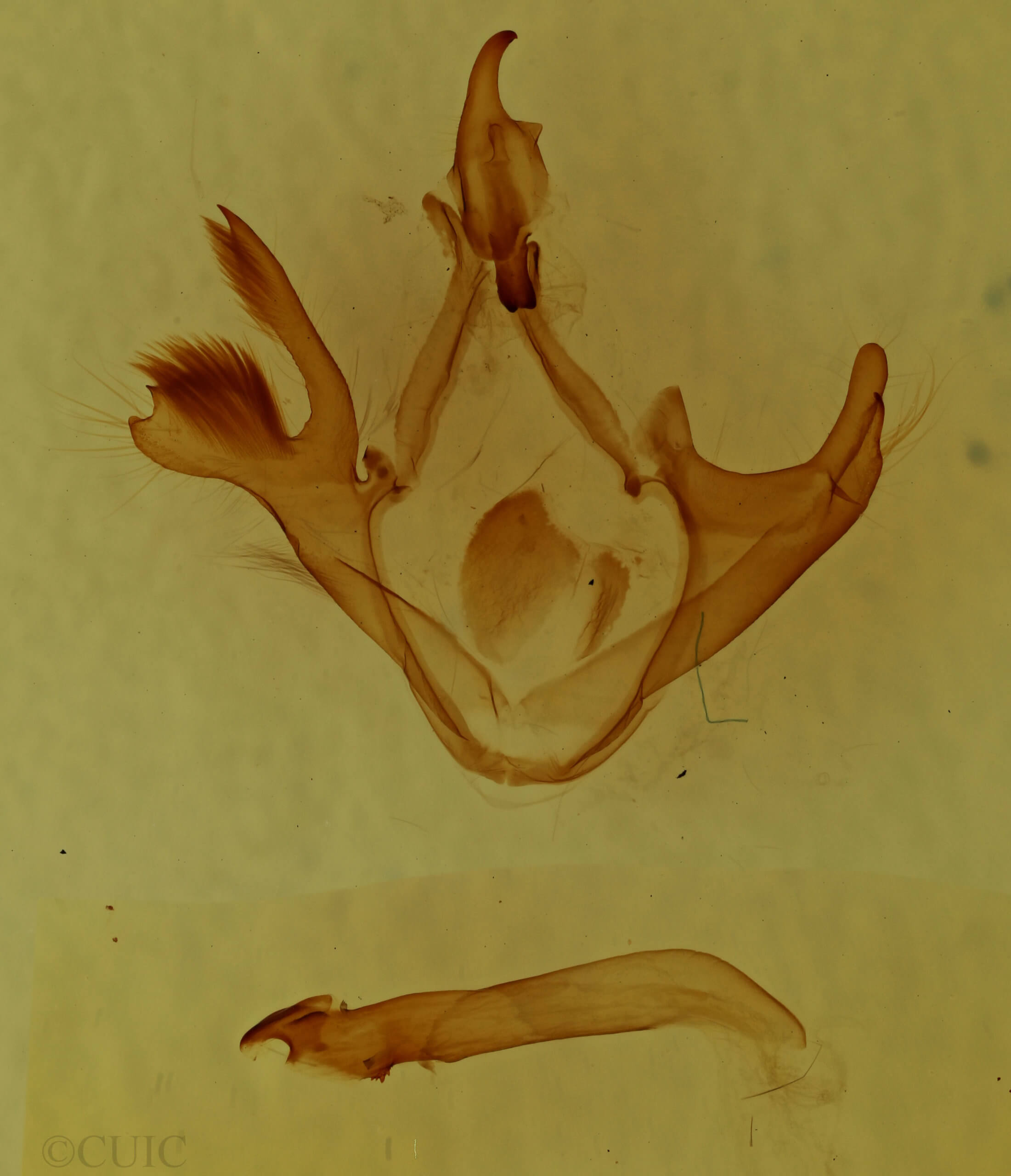 genitalia view of adult Metria amella