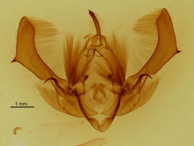 genitalia view of adult Morrisonia confusa