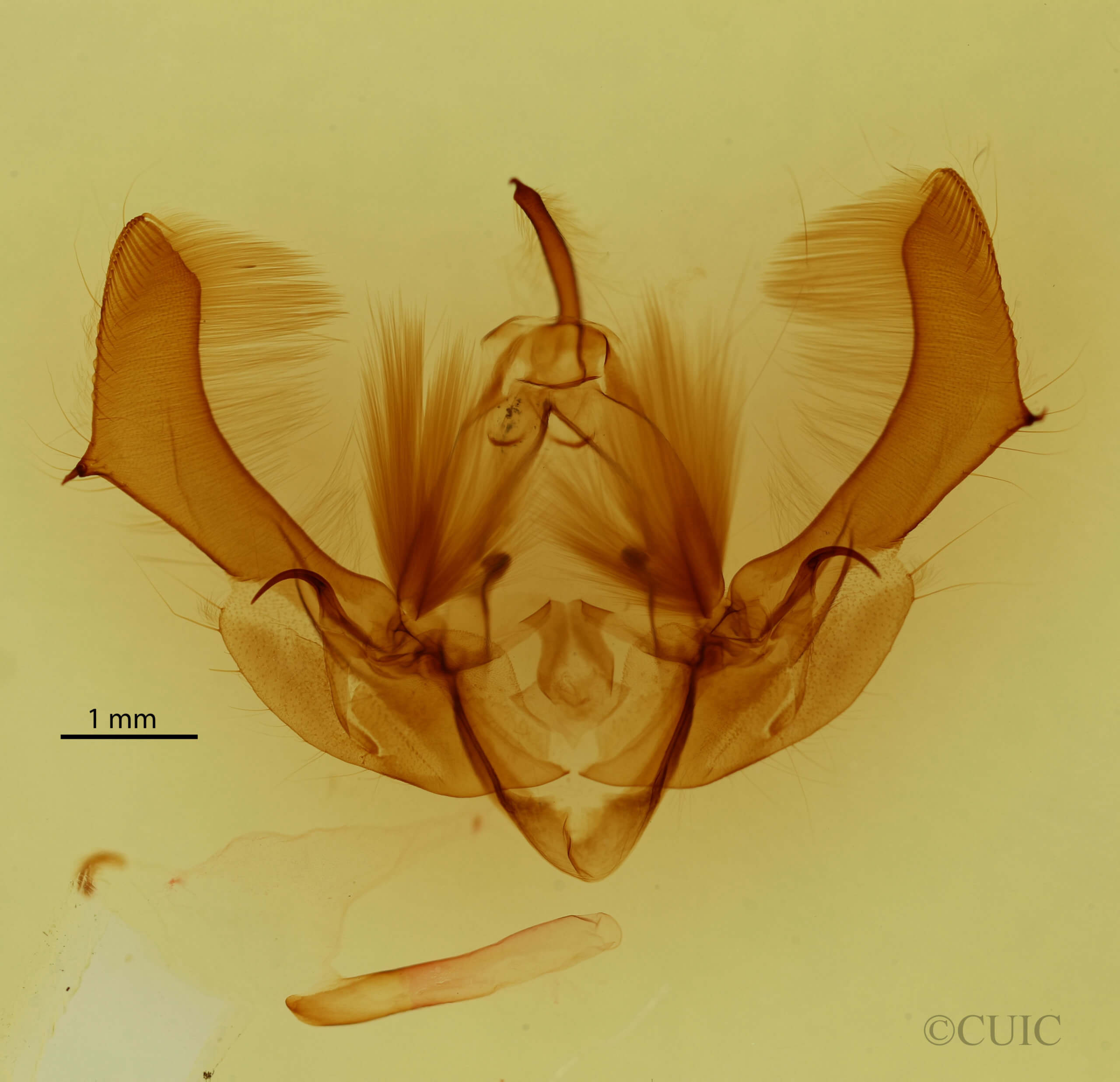 genitalia view of adult Morrisonia confusa