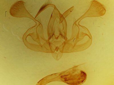 genitalia view of adult Mythimna turca