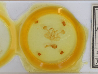 slide view of adult Mythimna turca