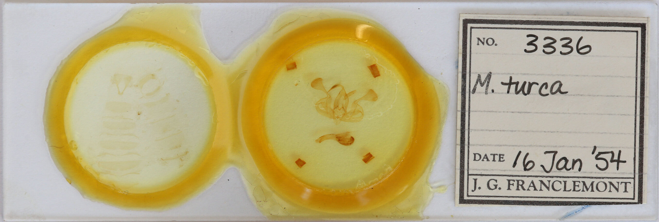 slide view of adult Mythimna turca