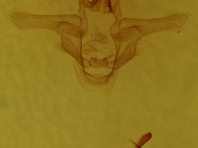 genitalia view of adult Natada nasoni