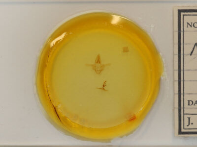 slide view of adult Natada nasoni