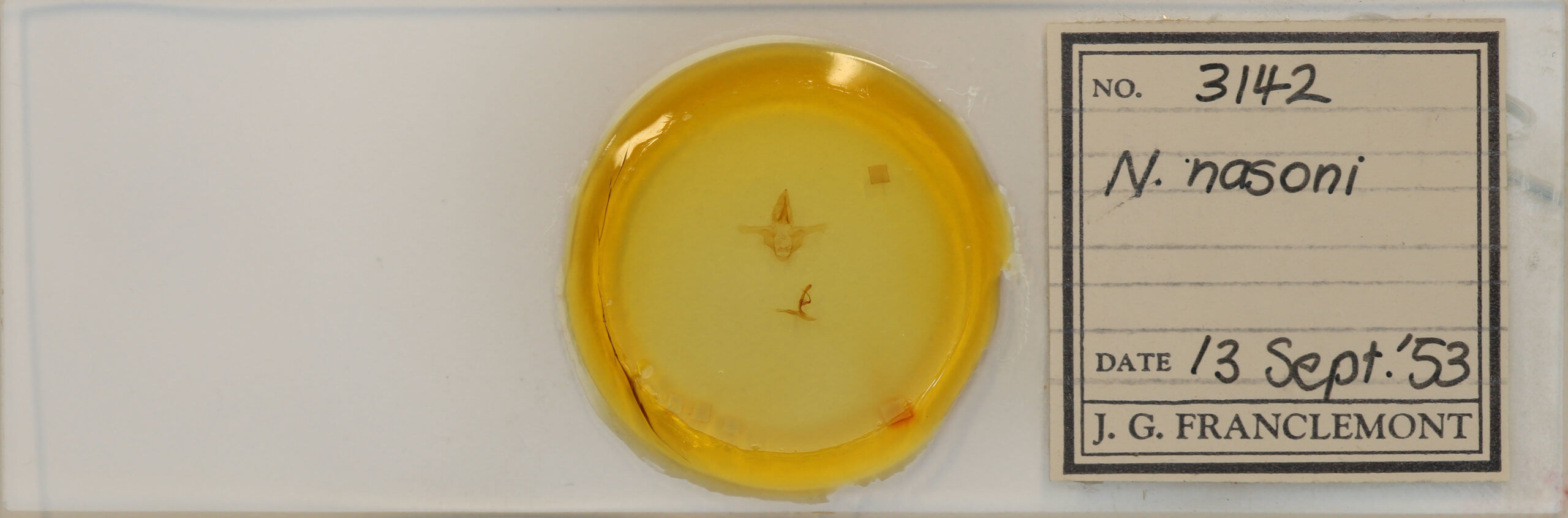 slide view of adult Natada nasoni