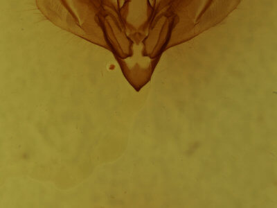 genitalia view of adult Nedra ramulosa