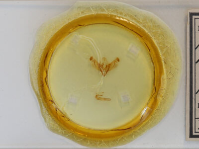 slide view of adult Nedra ramulosa