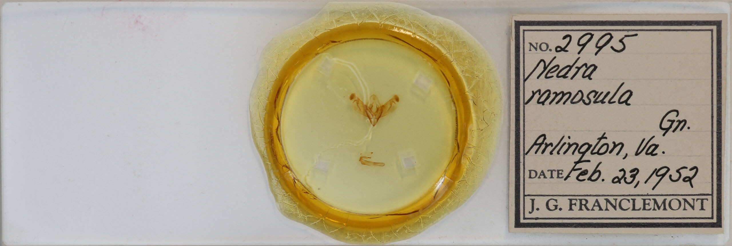 slide view of adult Nedra ramulosa