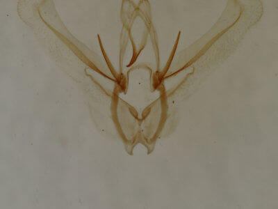 genitalia view of adult Nemoria bifilata