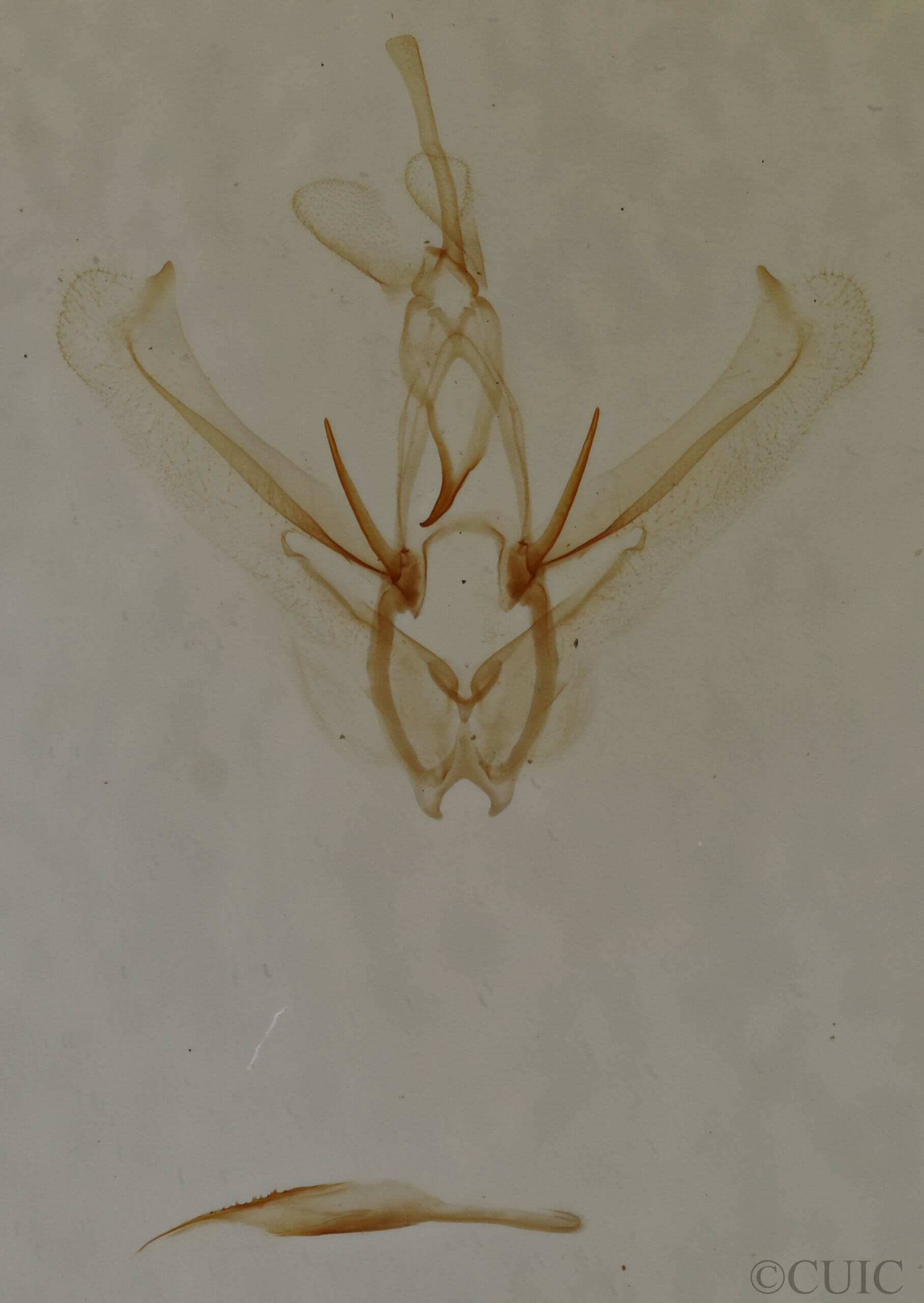 genitalia view of adult Nemoria bifilata