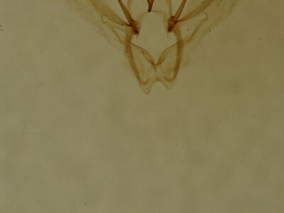 genitalia view of adult Nemoria bistriaria