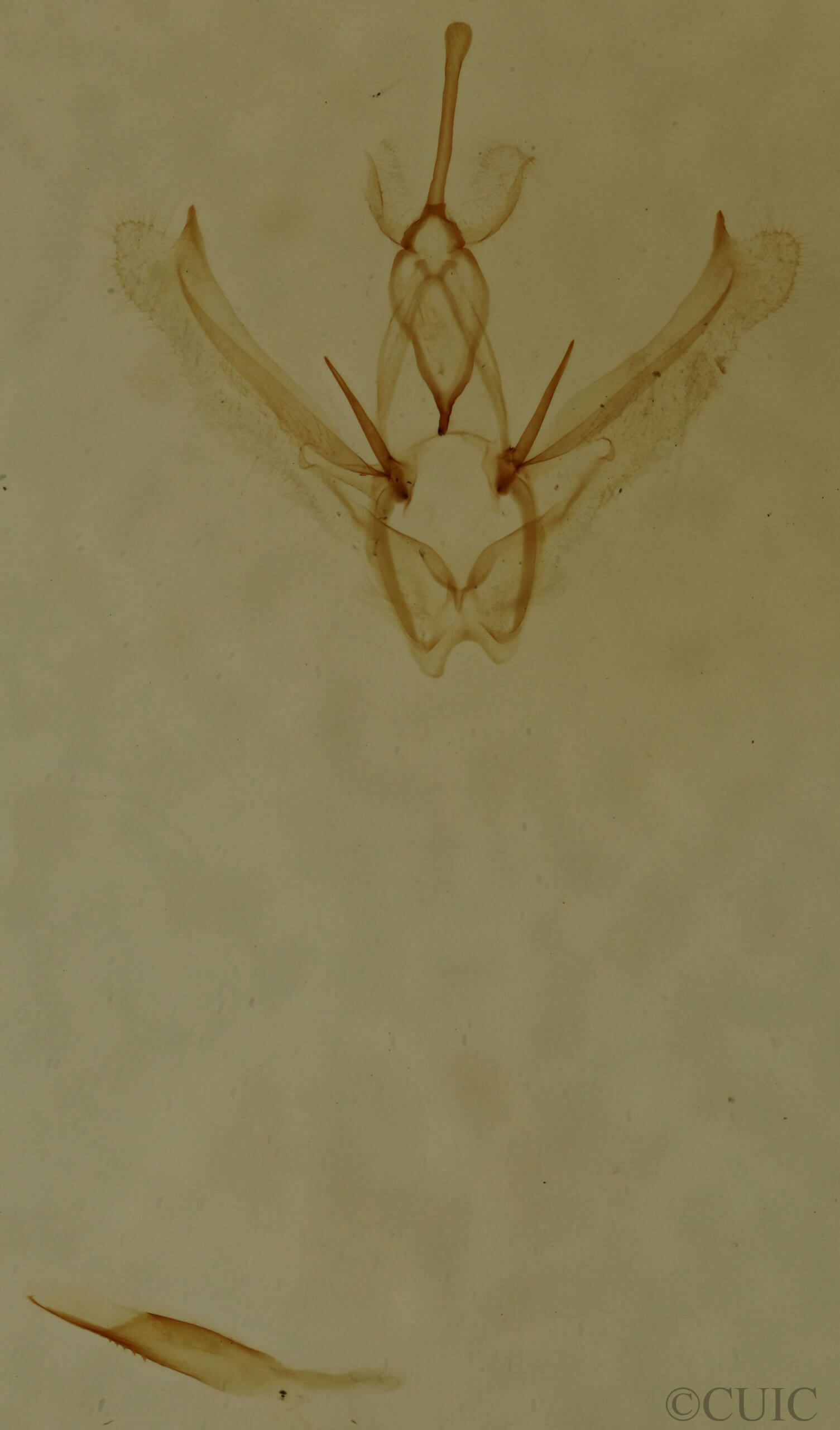 genitalia view of adult Nemoria bistriaria