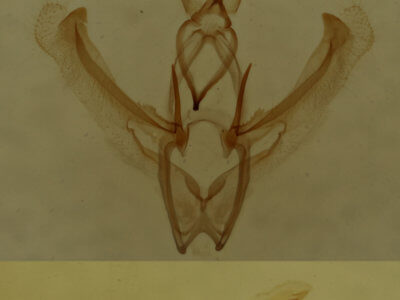 genitalia view of adult Nemoria bistriaria