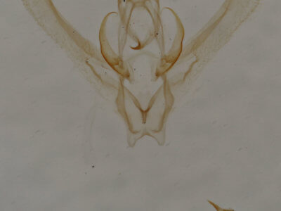 genitalia view of adult Nemoria catachloa