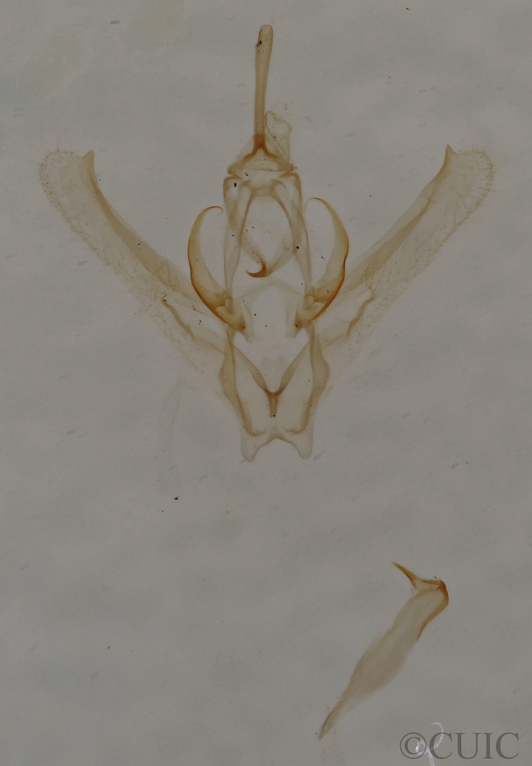 genitalia view of adult Nemoria catachloa
