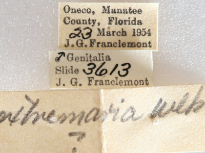 label view of adult Nemoria extremaria