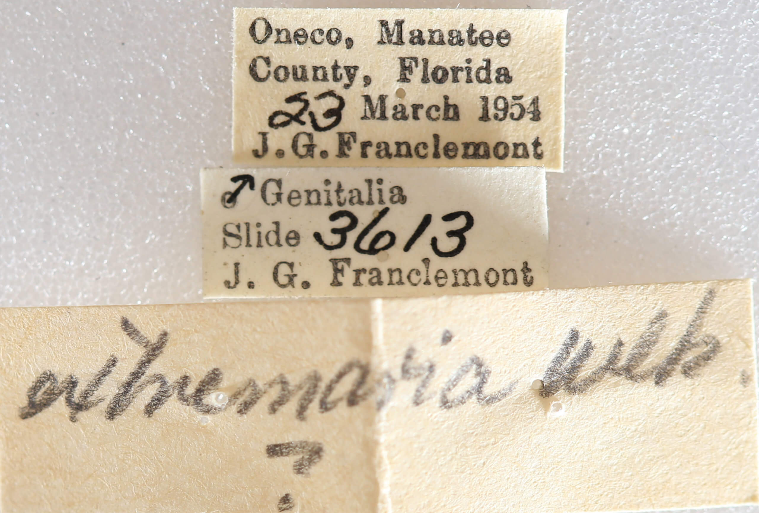 label view of adult Nemoria extremaria