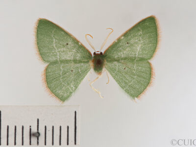 dorsal view of adult Nemoria extremaria