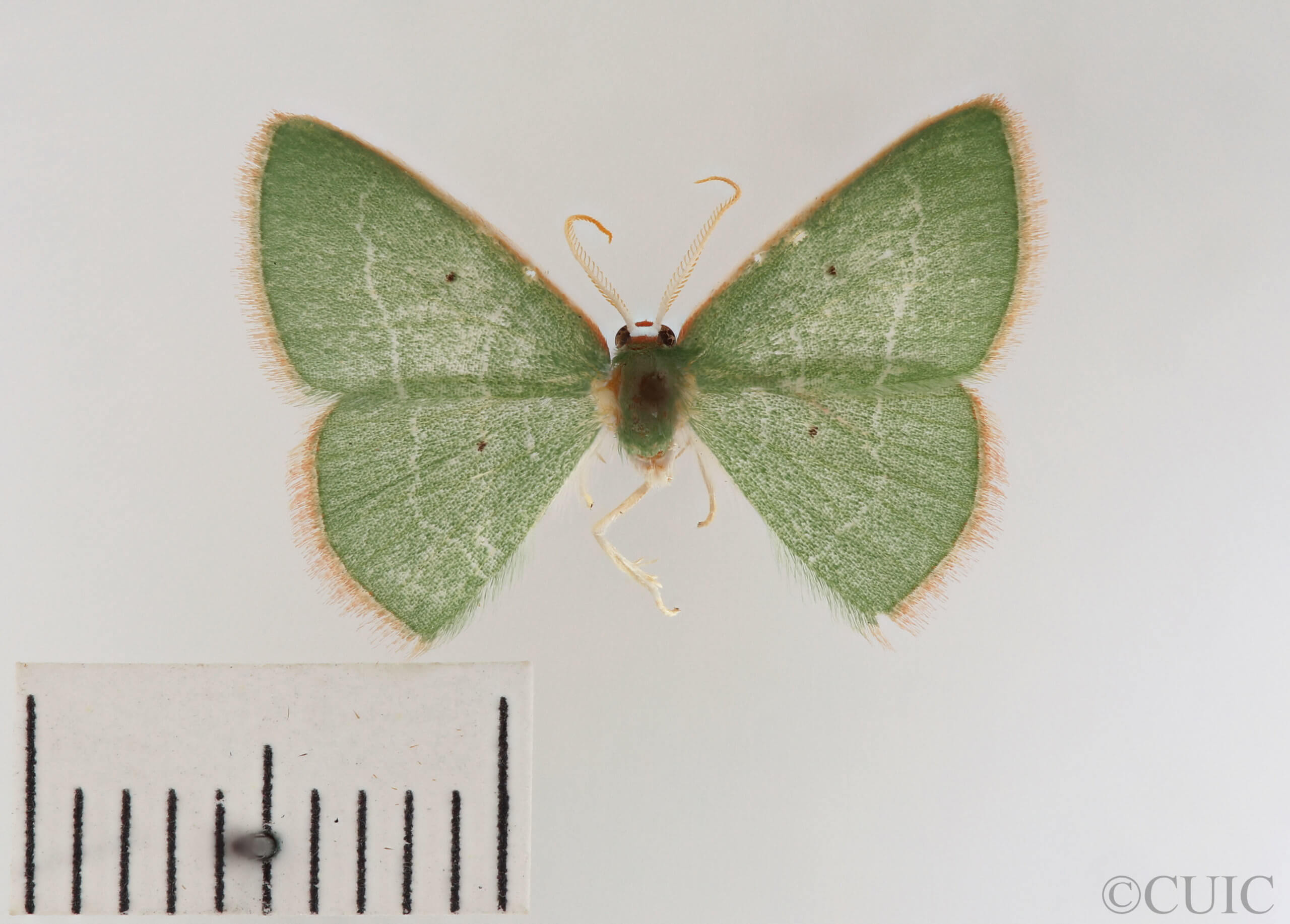 dorsal view of adult Nemoria extremaria